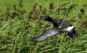 Tufted Duck