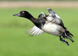 Tufted Duck