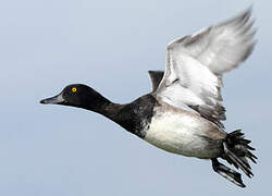 Tufted Duck