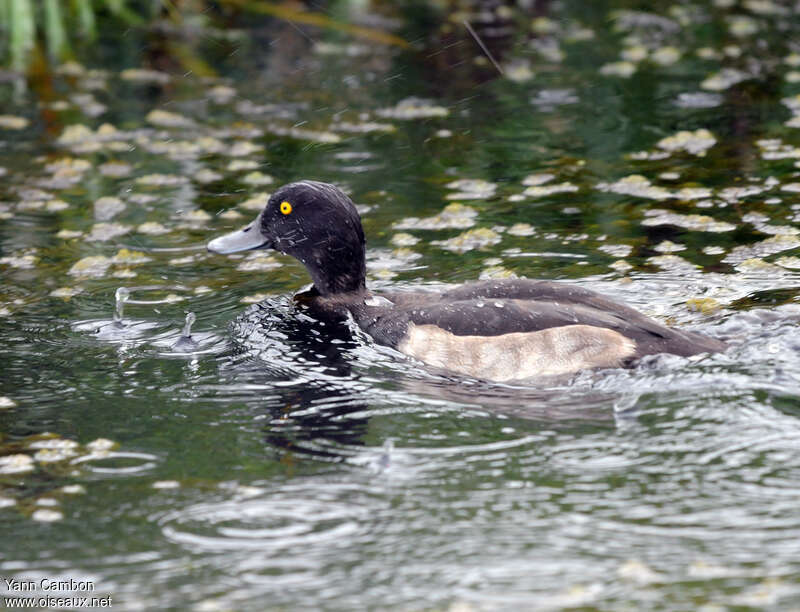 Tufted Duck male adult transition, pigmentation, swimming