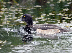 Tufted Duck