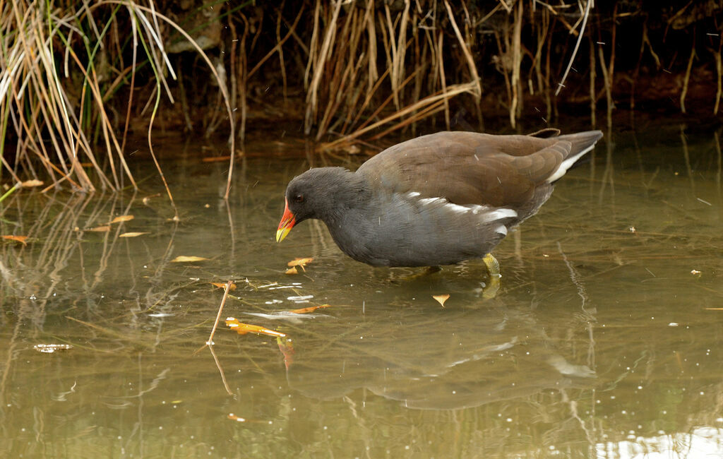 Common Moorhen