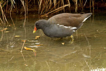 Gallinule poule-d'eau