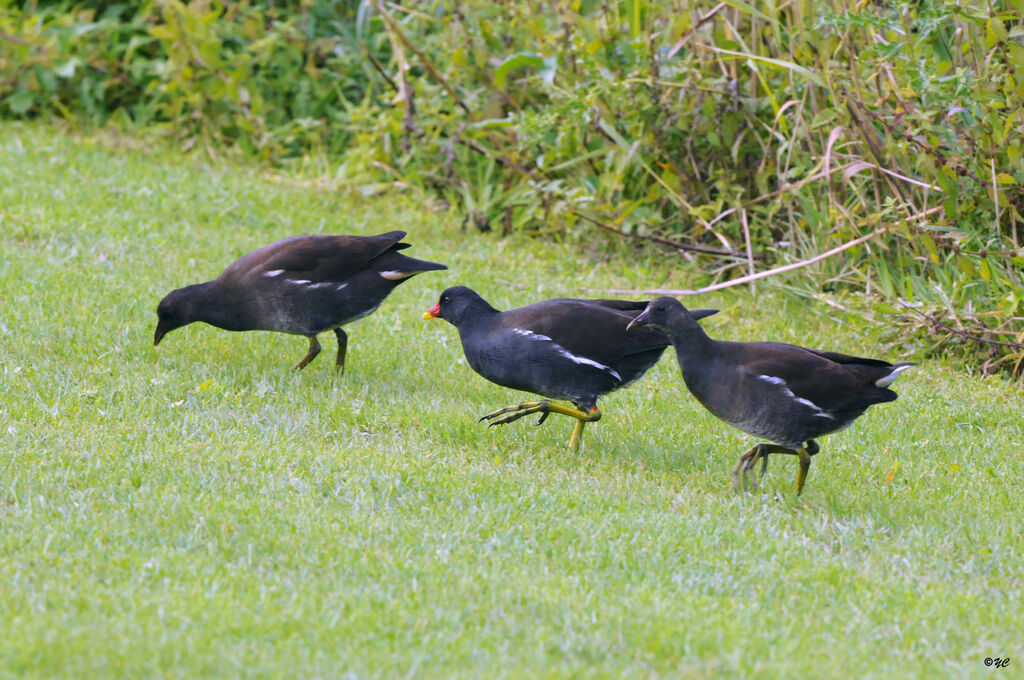 Gallinule poule-d'eau