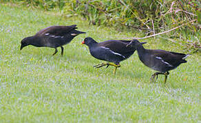 Gallinule poule-d'eau