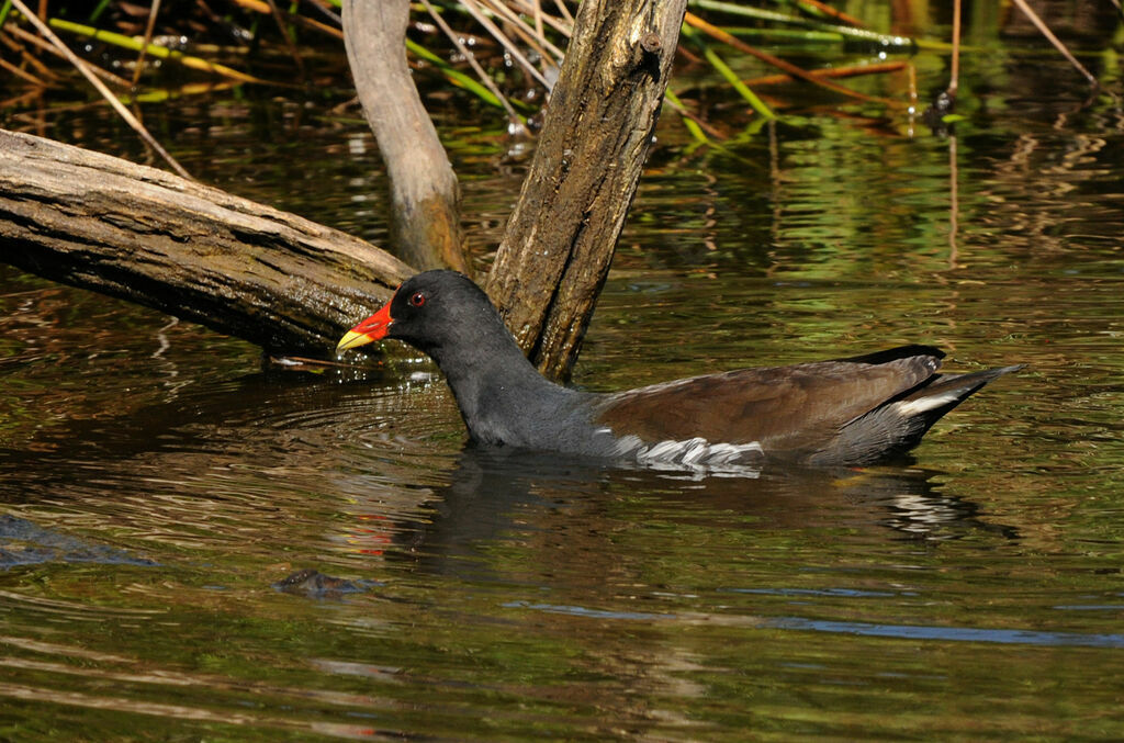 Gallinule poule-d'eau