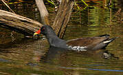 Gallinule poule-d'eau