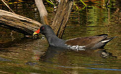 Gallinule poule-d'eau