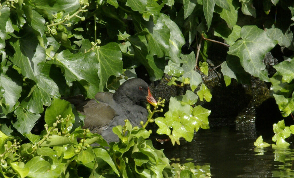 Common Moorhen