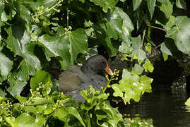 Common Moorhen