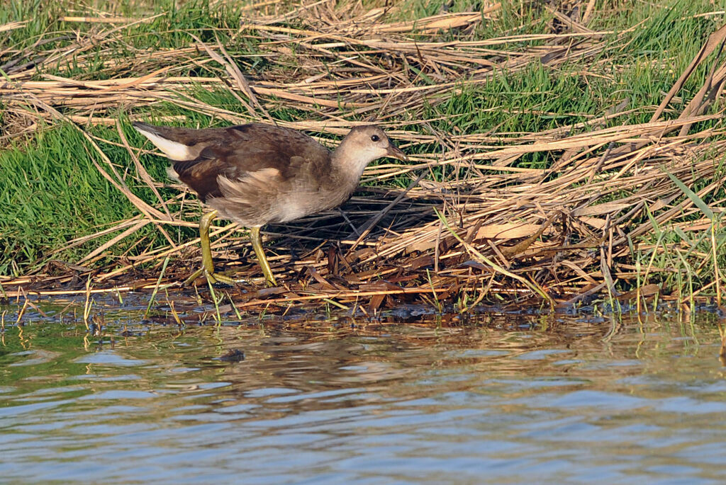 Common Moorhen