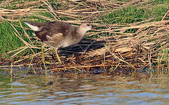 Gallinule poule-d'eau