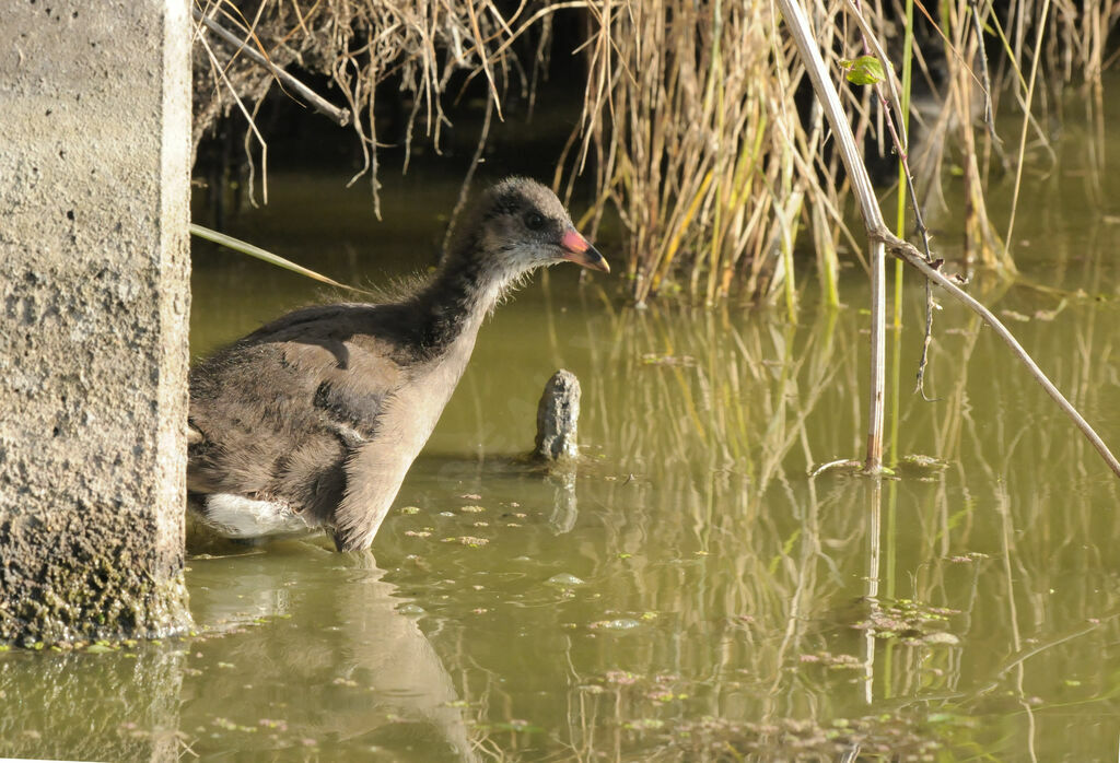 Gallinule poule-d'eau