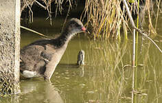 Gallinule poule-d'eau