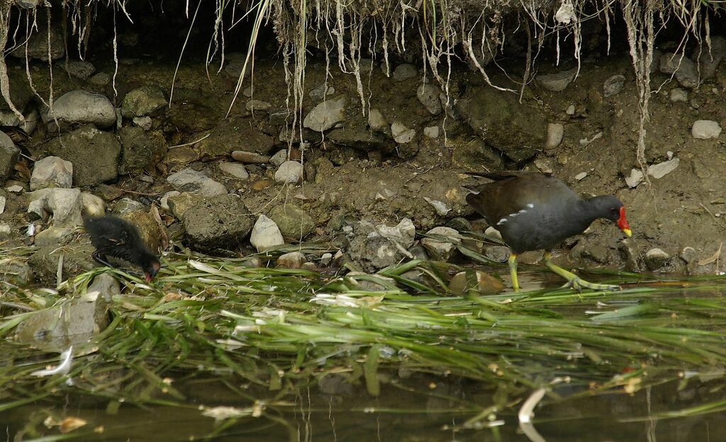 Common Moorhen