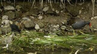 Gallinule poule-d'eau