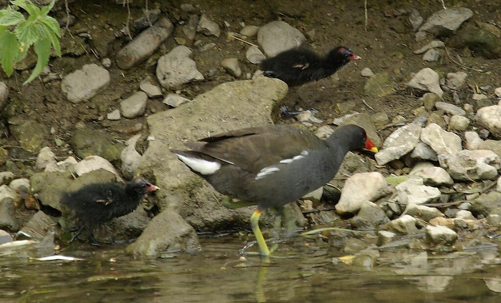 Common Moorhen