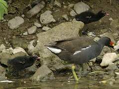 Common Moorhen