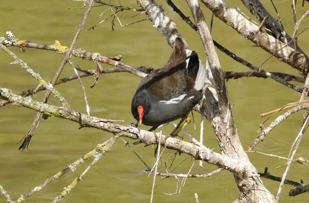 Common Moorhen male adult