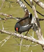 Common Moorhen