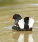 Gallinule poule-d'eau