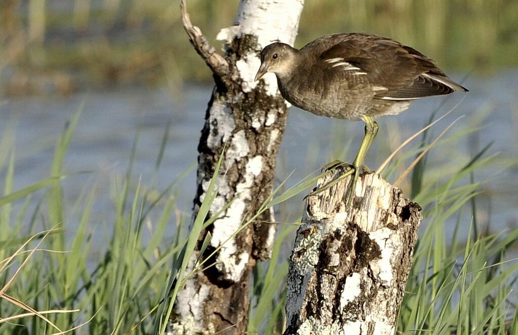 Gallinule poule-d'eaujuvénile