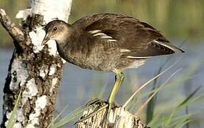 Common Moorhen