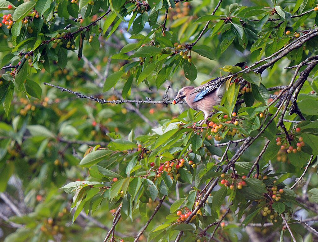 Eurasian Jay