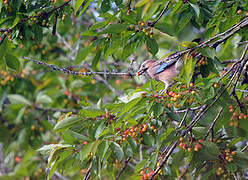 Eurasian Jay