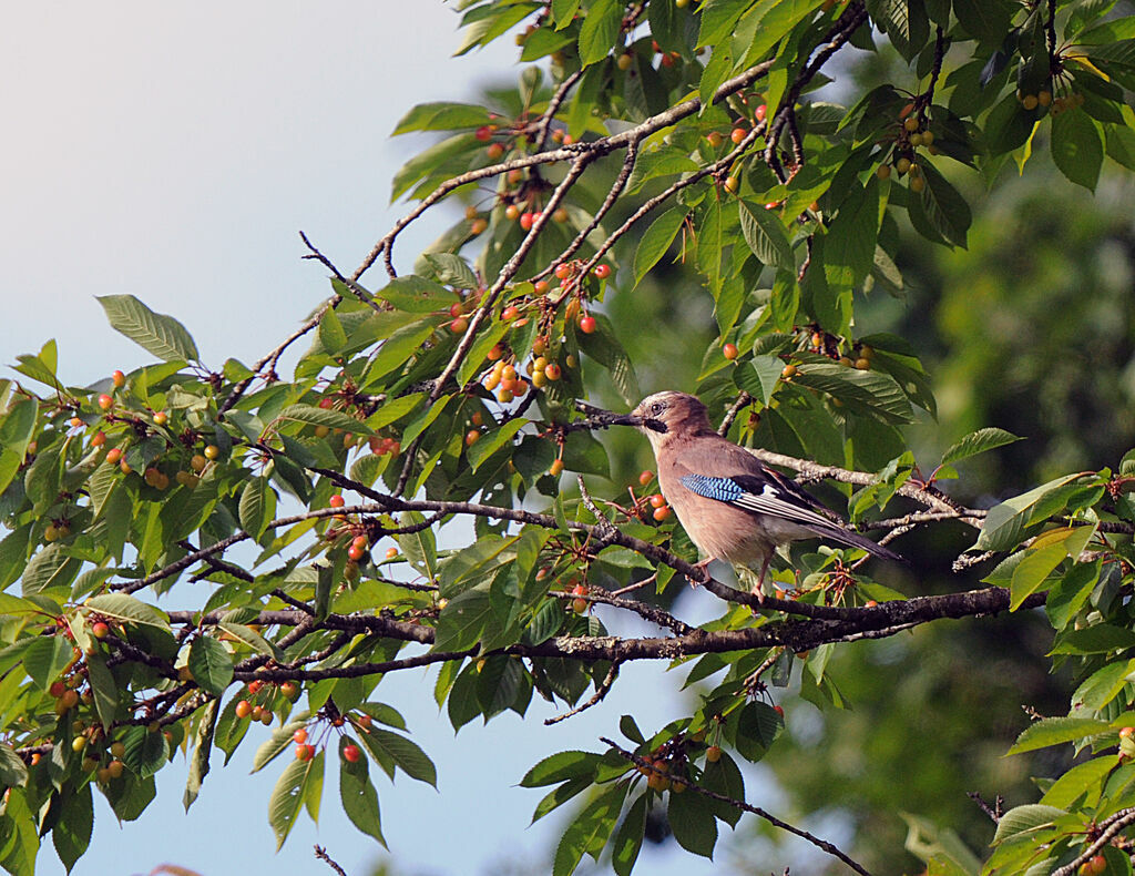 Eurasian Jay