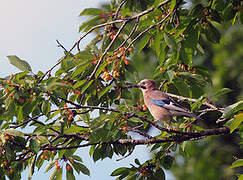 Eurasian Jay