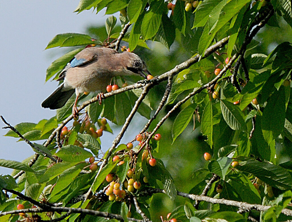 Geai des chênes