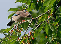 Eurasian Jay