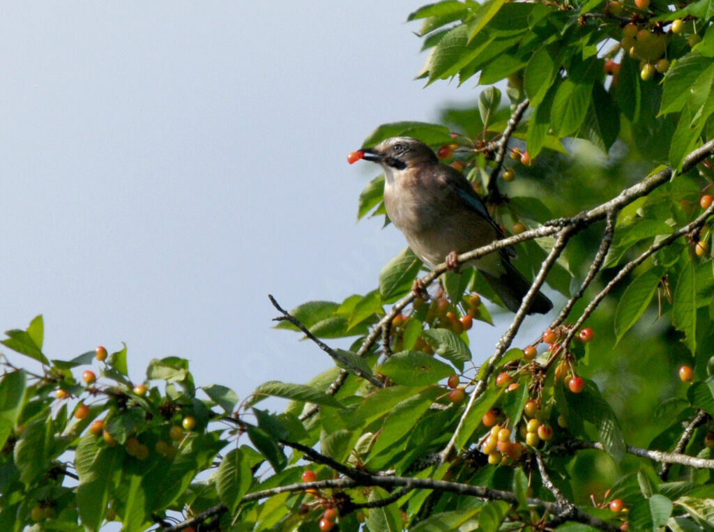 Eurasian Jay