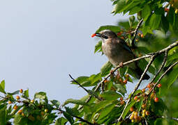 Eurasian Jay