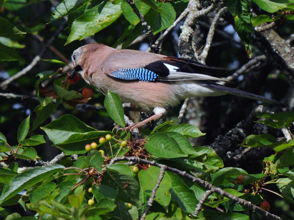 Eurasian Jay