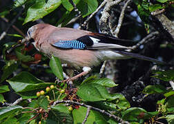 Eurasian Jay