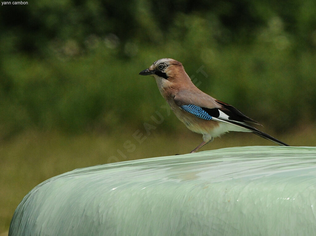 Eurasian Jay