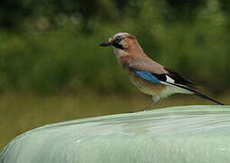 Eurasian Jay