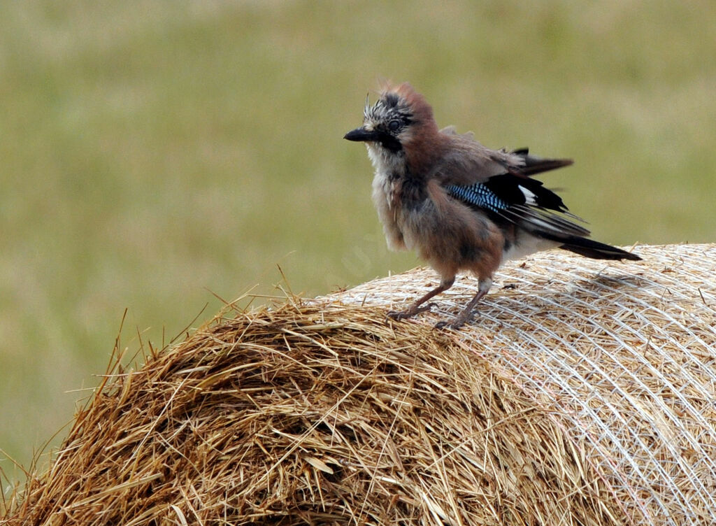 Eurasian Jay