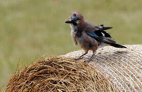 Eurasian Jay