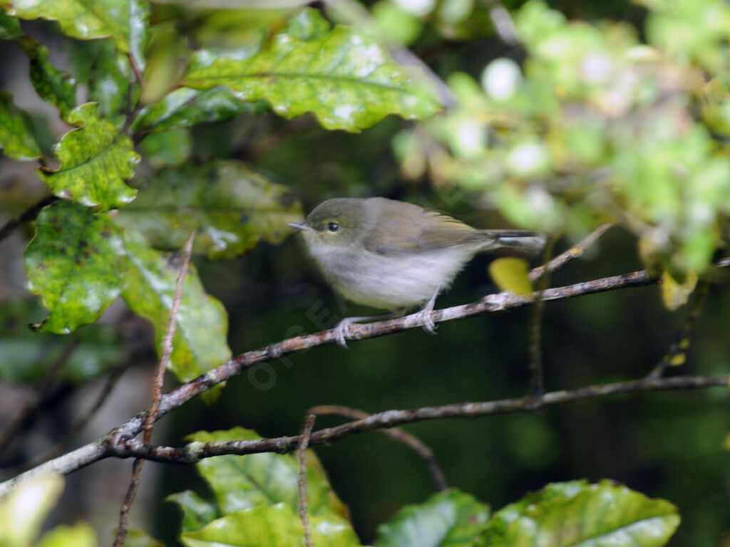 Grey Gerygone