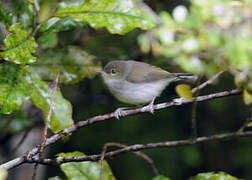 Grey Gerygone