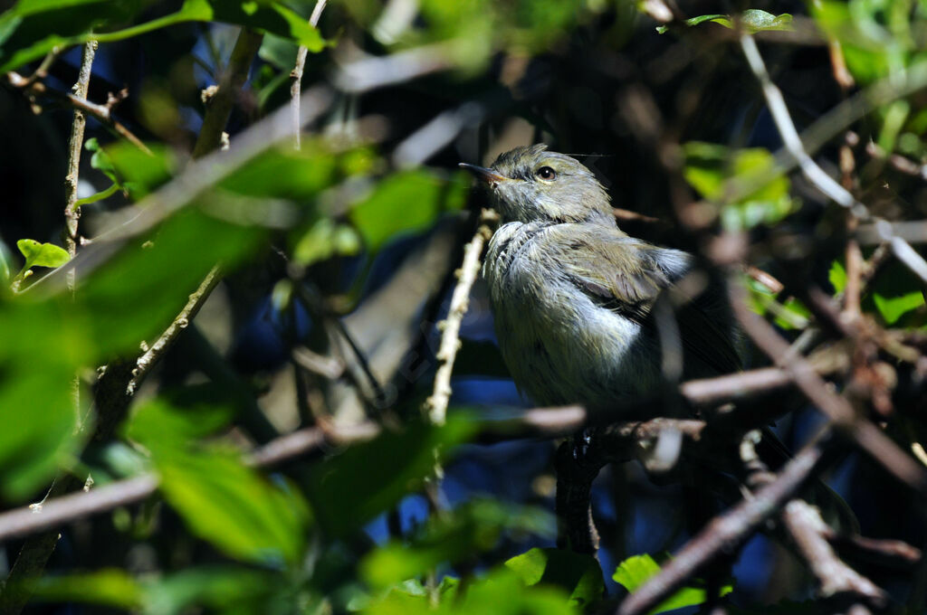 Grey Gerygone