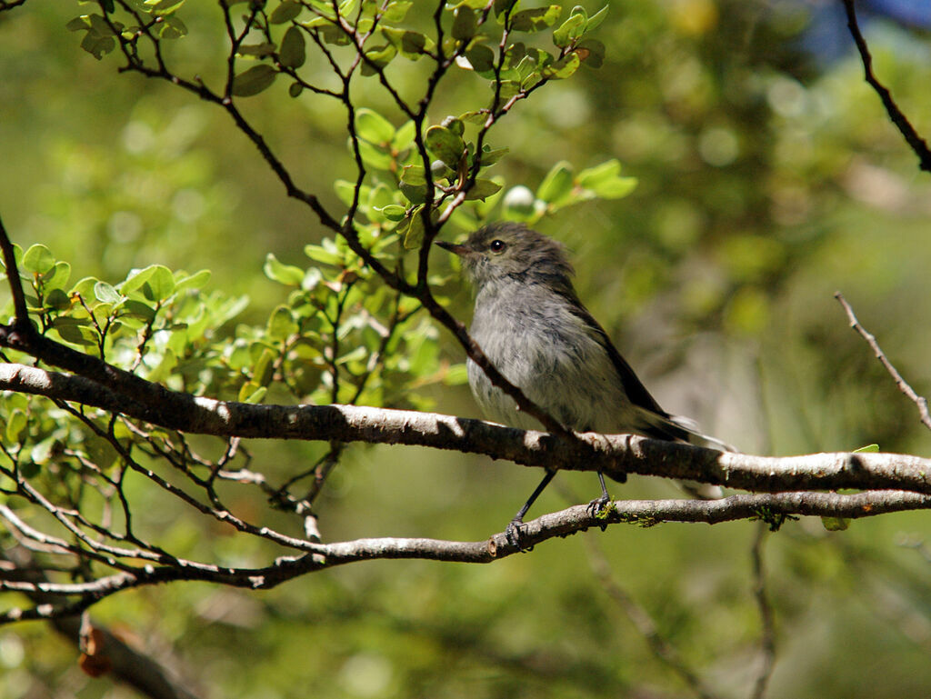 Grey Gerygone