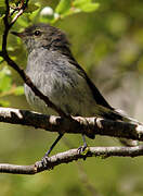 Grey Gerygone