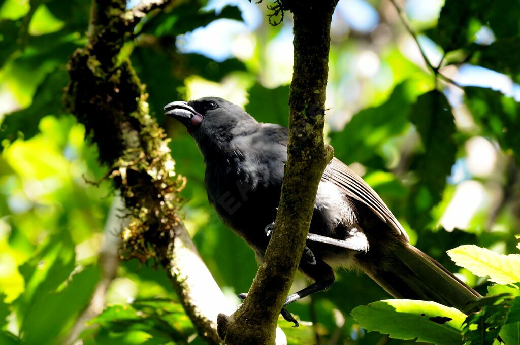 Glaucope de Wilsonimmature