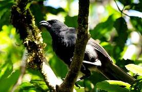 North Island Kokako