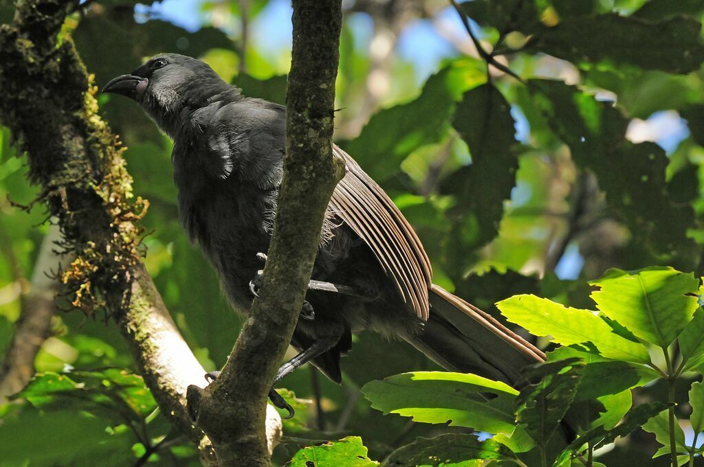 Glaucope de Wilsonimmature