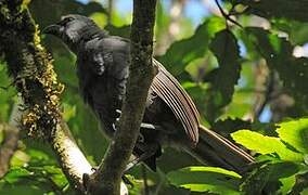 North Island Kokako